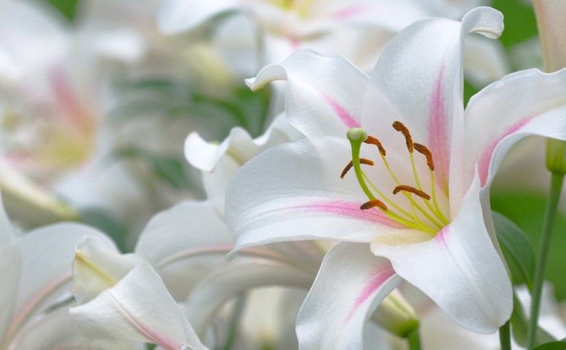 PIC_Lilies